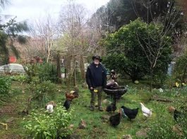 chickens walking the spiral with Kevin Parker