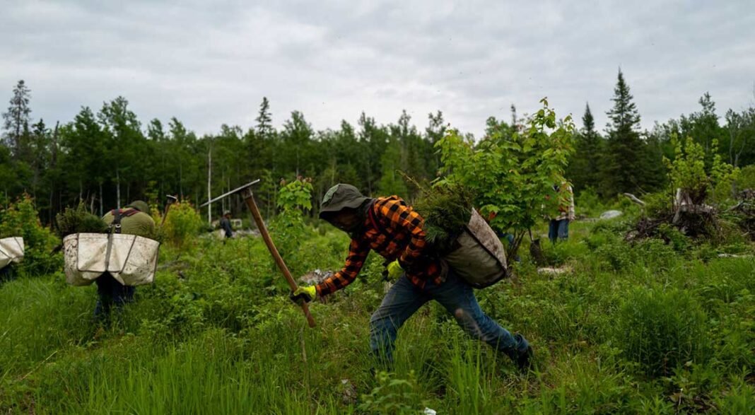 Minnesota_treeplanting_2025