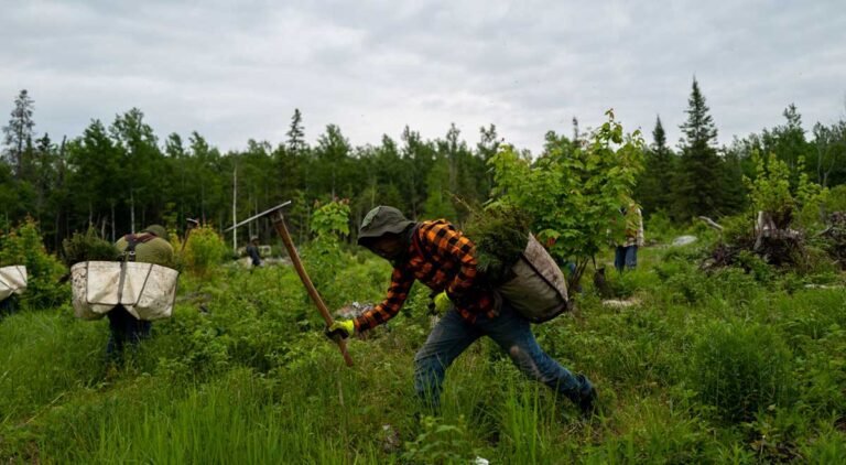 Minnesota_treeplanting_2025