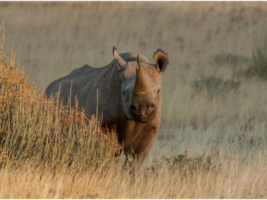 black-rhino-appearing-from-behind-grasses-c-dave-hamman-photography