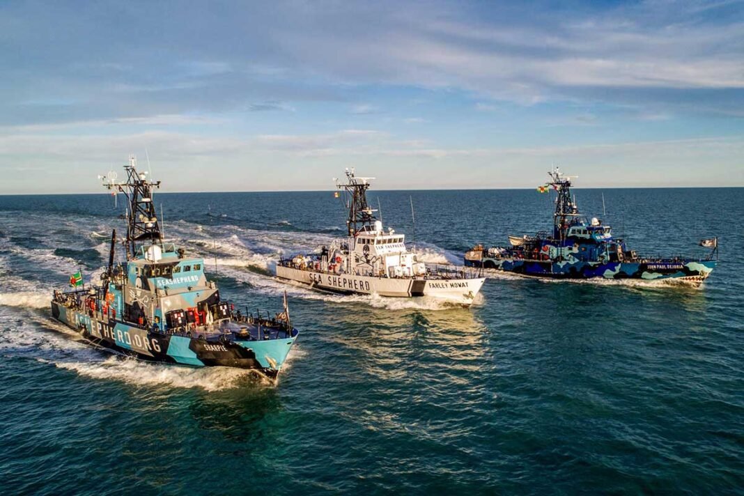 sea_shepherd_fleet_ships
