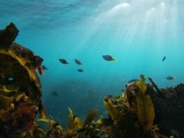 A school of Australian Mado in a temperate kelp forest in Narooma, New South Wales Credit Chloe Hayes.