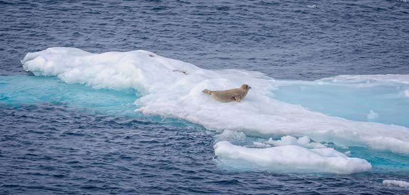 antarctic_iceloss_isolated_seal