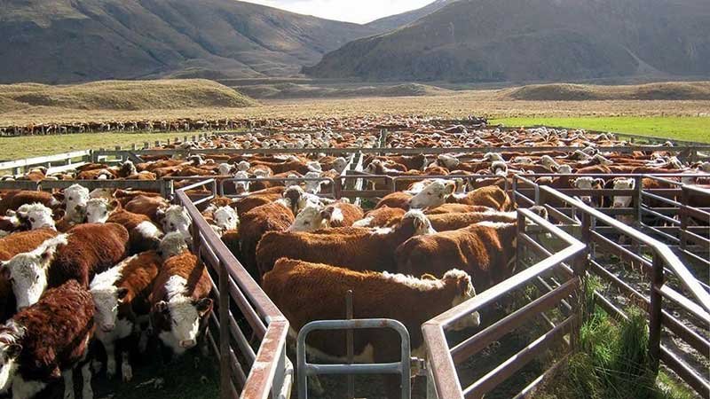 cattle-in-pens-new-zealand