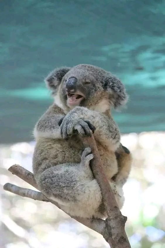 koala by the sea