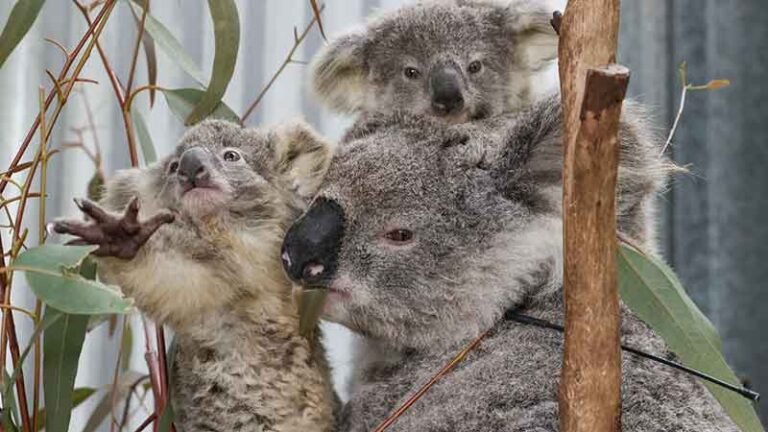 koala_family