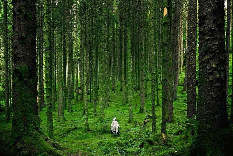 person_walking_in_forrest_shinrin_yoku_forest_bathing