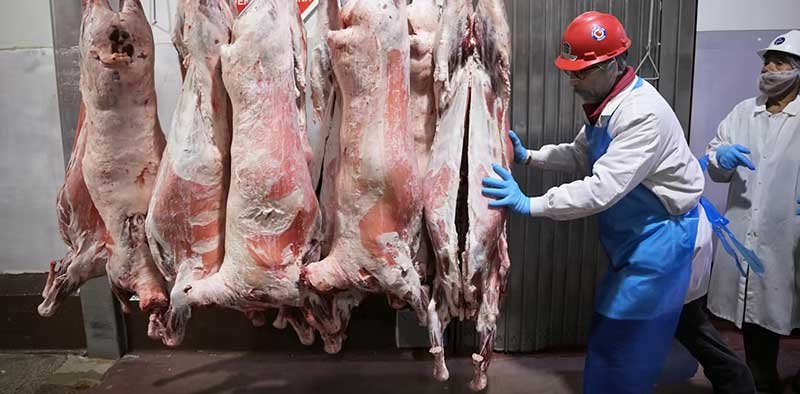 cattle-carcasses-slaughter-house