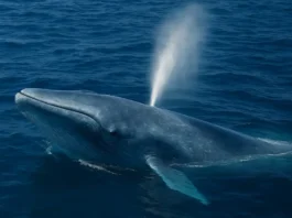 a Blue Whale breaching