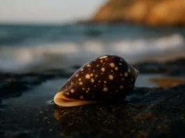 cape-verde_cone_snail_ai_artist_impression