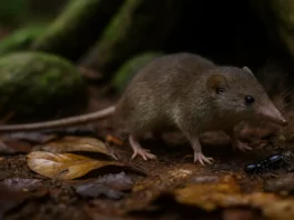 christmas_island_shrew_ai_artists_impression