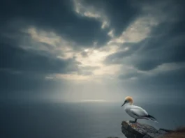 a_lone_Northern Gannet (Morus bassanus)