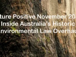 eucalypt-bark-nature-positive